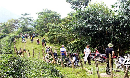 Những ngày này, khắp các huyện miền núi nhộn nhịp người đi  săn ong làm giống. Thanh Chương, Anh Sơn, Con Cuông… là những địa phương có nhiều người đến săn ong mật nhất. Ảnh: Huy Thư